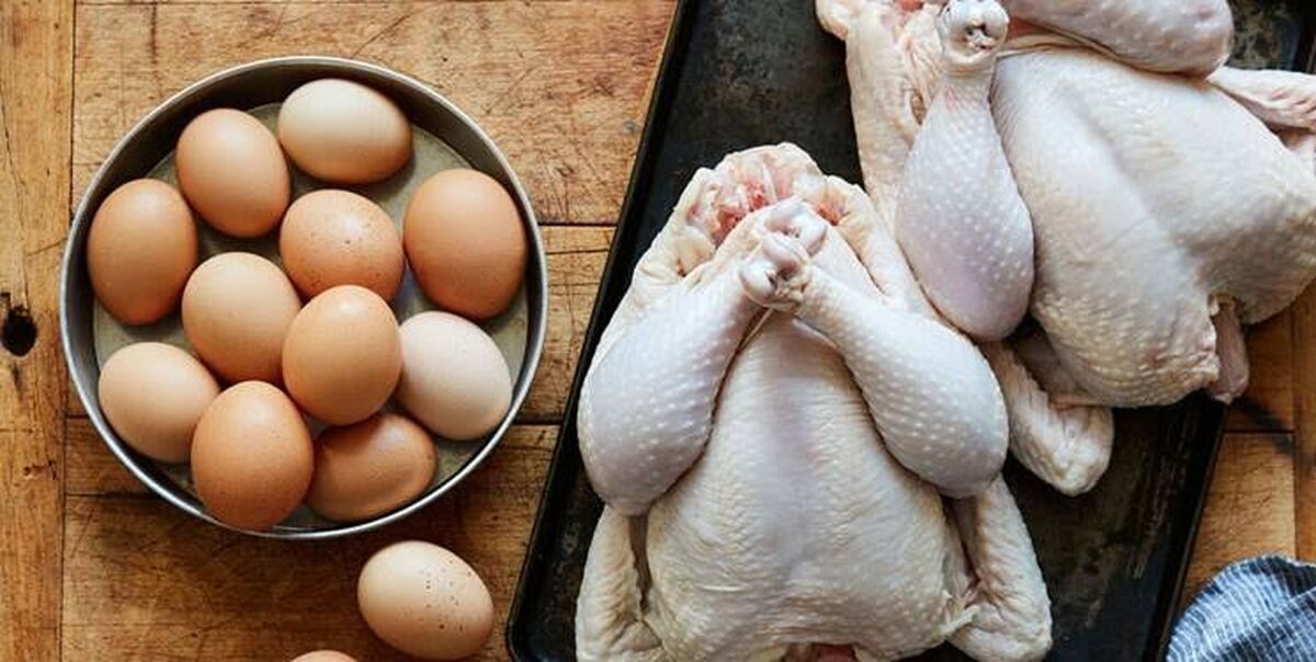 قیمت مرغ ۲۹۰ درصد و تخم مرغ ۲۷۳ درصد افزایش یافته است 