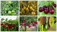 آقای نهال: انتخابی برای آینده‌ای سبز و پربار