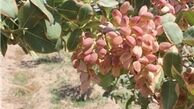 درآمد سالانه ۱۵۰ میلیون تومانی یک کشاورز جوان