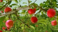 «بوئیدن سیب» به رفع افسردگی، استرس و وسواس ذهنی کمک می‌کند
