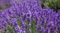 دمنوشی برای کاهش التهابات روحی و روانی
