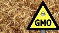  مواد غذایی تراریخته موجب ناباروری می‌شوند 
