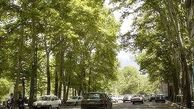 درختان دارآباد چه شدند؟ 