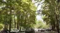 درختان دارآباد چه شدند؟ 
