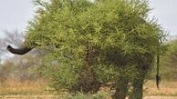  استتار فیل