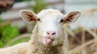 چگونه گوسفند زنده برای ایام محرم بخریم؟