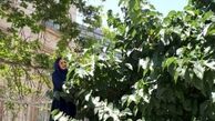 همسر علی معلم روی دیوار مشغول خوردن شاه توت! + عکس 