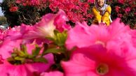 سوگل طهماسبی در میان گل های بهاری + عکس