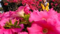 سوگل طهماسبی در میان گل های بهاری + عکس