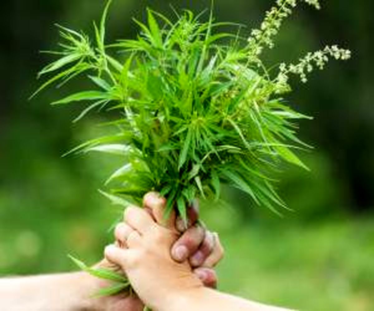 گیاه دارویی که میتوانید در خانه پرورش دهید + فواید
