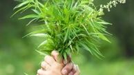 گیاه دارویی که میتوانید در خانه پرورش دهید + فواید